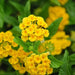 LANTANA CHAPEL HILL YELLOW (STARTER PANT) Perennial Flowers - Caribbean garden seed