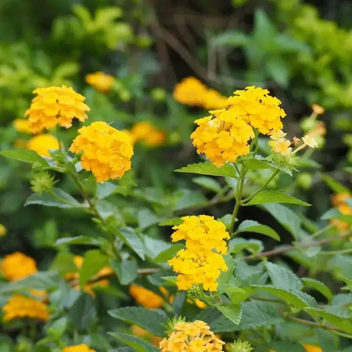 LANTANA CHAPEL HILL YELLOW (STARTER PANT) Perennial Flowers - Caribbean garden seed