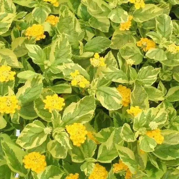 Lantana Samantha (STARTER PANT) Perennial Flowers - Caribbean garden seed
