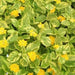 Lantana Samantha (STARTER PANT) Perennial Flowers - Caribbean garden seed