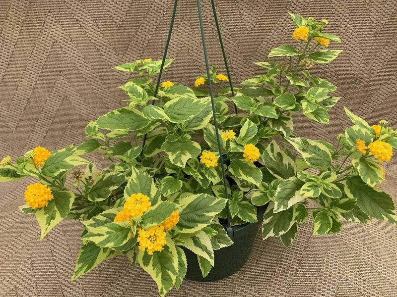 Lantana Samantha (STARTER PANT) Perennial Flowers - Caribbean garden seed