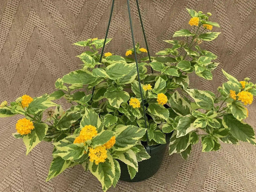 Lantana Samantha (STARTER PANT) Perennial Flowers - Caribbean garden seed