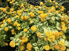 Lantana Samantha (STARTER PANT) Perennial Flowers - Caribbean garden seed