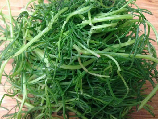Land Seaweed SEEDS,Oka Hijiki,,Asian Vegetable/herb. - Caribbean garden seed