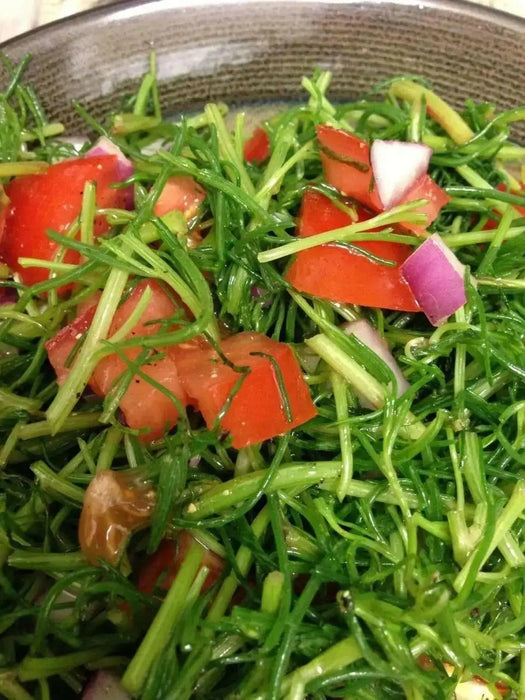 Land Seaweed SEEDS,Oka Hijiki,,Asian Vegetable/herb. - Caribbean garden seed