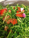 Land Seaweed SEEDS,Oka Hijiki,,Asian Vegetable/herb. - Caribbean garden seed