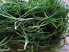 Land Seaweed SEEDS,Oka Hijiki,,Asian Vegetable/herb. - Caribbean garden seed
