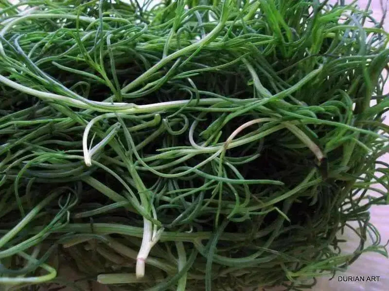 Land Seaweed SEEDS,Oka Hijiki,,Asian Vegetable/herb. - Caribbean garden seed
