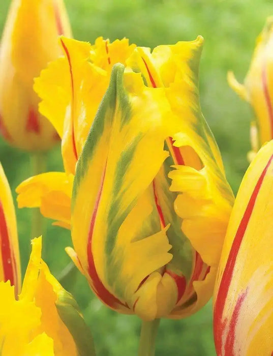 LA COURTINE, PARROT Tulip,  ( Bulbs), SIZE 12/+cm - Caribbean garden seed