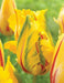 LA COURTINE, PARROT Tulip,  ( Bulbs), SIZE 12/+cm - Caribbean garden seed