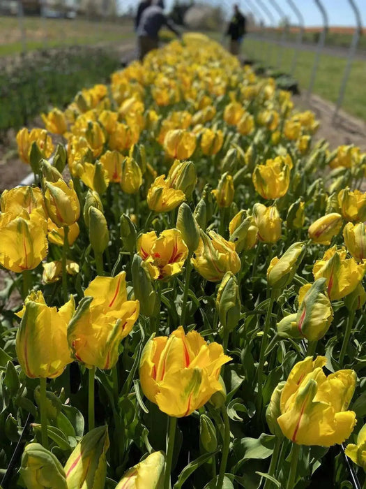 LA COURTINE, PARROT Tulip,  ( Bulbs), SIZE 12/+cm - Caribbean garden seed