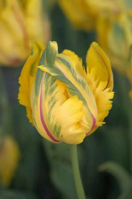LA COURTINE, PARROT Tulip,  ( Bulbs), SIZE 12/+cm - Caribbean garden seed