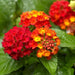 lantana camara seed, Perennial Flowers - Caribbean garden seed