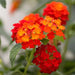 lantana camara seed, Perennial Flowers - Caribbean garden seed