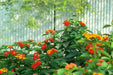 lantana camara seed, Perennial Flowers - Caribbean garden seed
