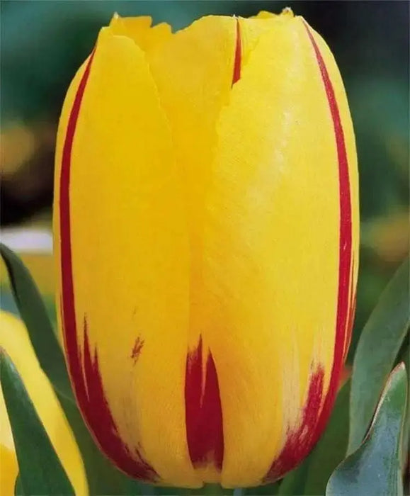 La Courtine" SINGLE LATE -BLOOMING  DARWIN TULIP. Fall Planting Bulb ! - Caribbean garden seed