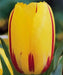 La Courtine" SINGLE LATE -BLOOMING  DARWIN TULIP. Fall Planting Bulb ! - Caribbean garden seed