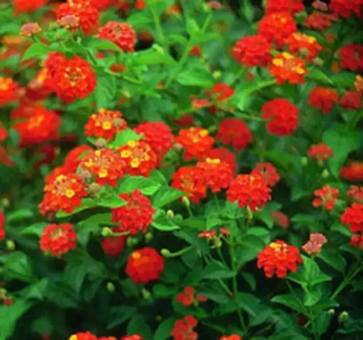 LANTANA Red Compacta (STARTER PANT) Perennial Flowers - Caribbean garden seed