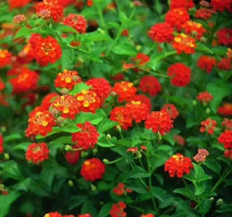 LANTANA Red Compacta (STARTER PANT) Perennial Flowers - Caribbean garden seed