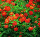 LANTANA Red Compacta (STARTER PANT) Perennial Flowers - Caribbean garden seed