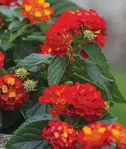 LANTANA Red Compacta (STARTER PANT) Perennial Flowers - Caribbean garden seed