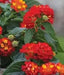 LANTANA Red Compacta (STARTER PANT) Perennial Flowers - Caribbean garden seed