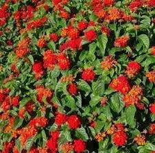 LANTANA Red Compacta (STARTER PANT) Perennial Flowers - Caribbean garden seed