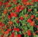LANTANA Red Compacta (STARTER PANT) Perennial Flowers - Caribbean garden seed