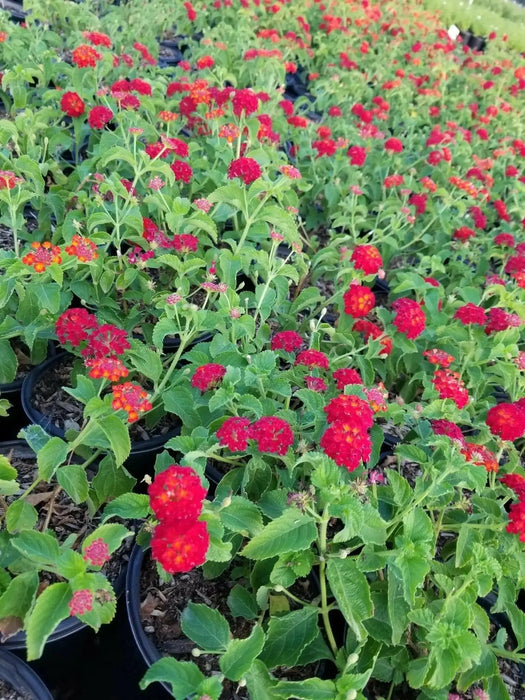 LANTANA Red Compacta (STARTER PANT) Perennial Flowers - Caribbean garden seed