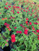 LANTANA Red Compacta (STARTER PANT) Perennial Flowers - Caribbean garden seed