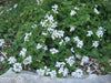 Lantana TRAILING WHITE (STARTER PANT) Perennial Flowers - Caribbean garden seed