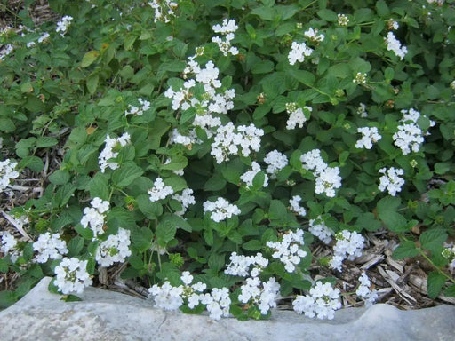 Lantana TRAILING WHITE (STARTER PANT) Perennial Flowers - Caribbean garden seed