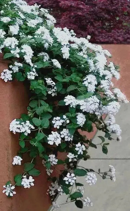 Lantana TRAILING WHITE (STARTER PANT) Perennial Flowers - Caribbean garden seed