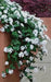 Lantana TRAILING WHITE (STARTER PANT) Perennial Flowers - Caribbean garden seed