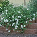 Lantana TRAILING WHITE (STARTER PANT) Perennial Flowers - Caribbean garden seed