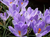 Large Crocus Bulbs "Vanguard",bedding,Rock gardens,borders,8/9cm - Caribbean garden seed