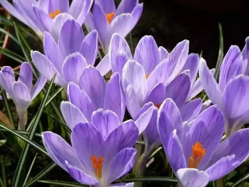 Large Crocus Bulbs "Vanguard",bedding,Rock gardens,borders,8/9cm - Caribbean garden seed
