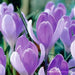 Large Crocus Bulbs "Vanguard",bedding,Rock gardens,borders,8/9cm - Caribbean garden seed
