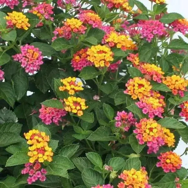 LANTANA Fantasy (STARTER PANT) Perennial Flowers - Caribbean garden seed