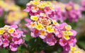 LANTANA Fantasy (STARTER PANT) Perennial Flowers - Caribbean garden seed
