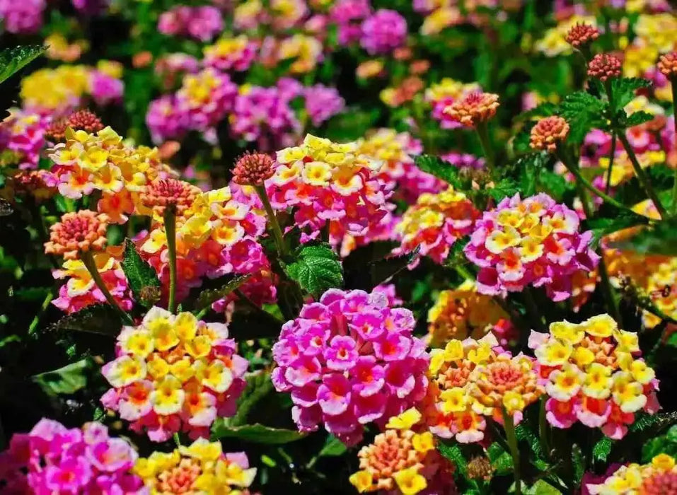 LANTANA Fantasy (STARTER PANT) Perennial Flowers - Caribbean garden seed