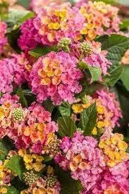 LANTANA Fantasy (STARTER PANT) Perennial Flowers - Caribbean garden seed