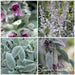 Lamb's Ear  , HERB SEEDS - Caribbean garden seed