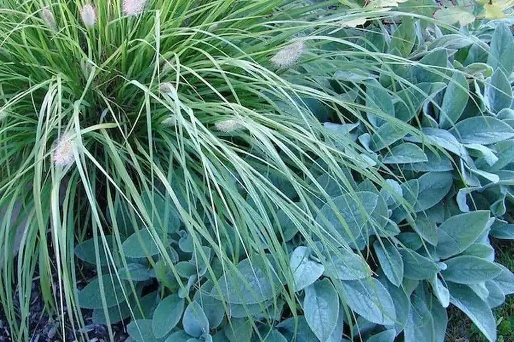 Lamb's Ear  , HERB SEEDS - Caribbean garden seed