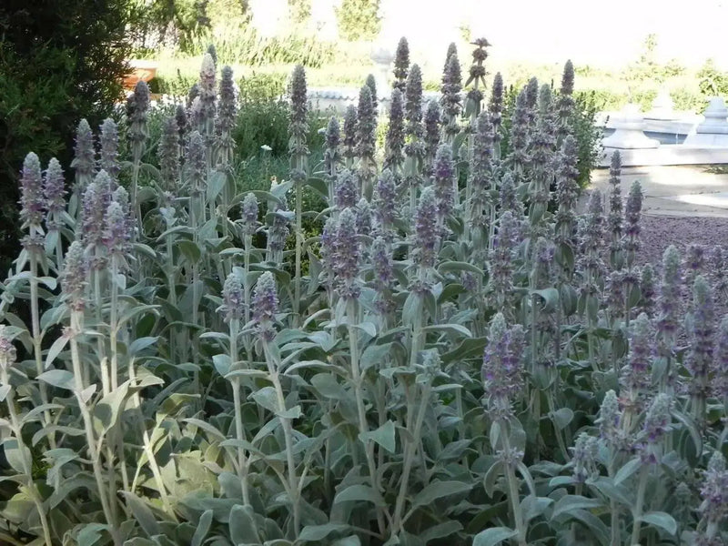Lamb's Ear  , HERB SEEDS - Caribbean garden seed