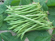 landreth stringless bush bean - Caribbean garden seed