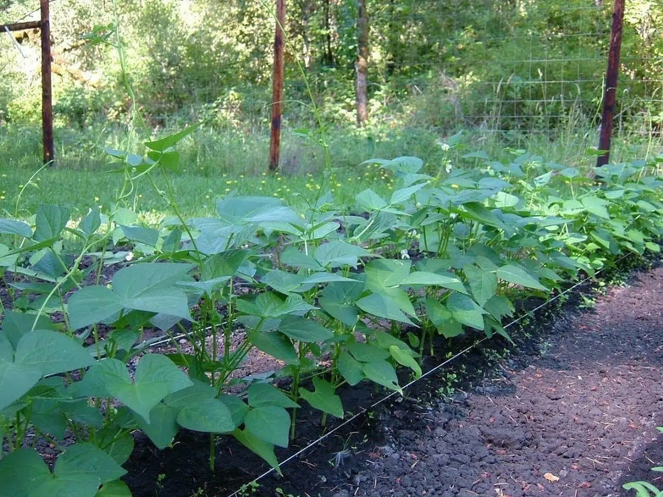 landreth stringless bush bean - Caribbean garden seed