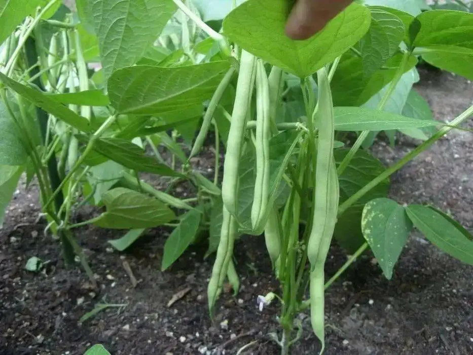 landreth stringless bush bean - Caribbean garden seed