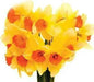 Large Cupped Daffodil Fortune, BULBS SIZE 12-14 CM - Caribbean garden seed