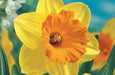 Large Cupped Daffodil Fortune, BULBS SIZE 12-14 CM - Caribbean garden seed